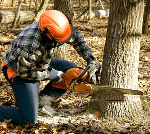 Tree Removal in Greenville, VA